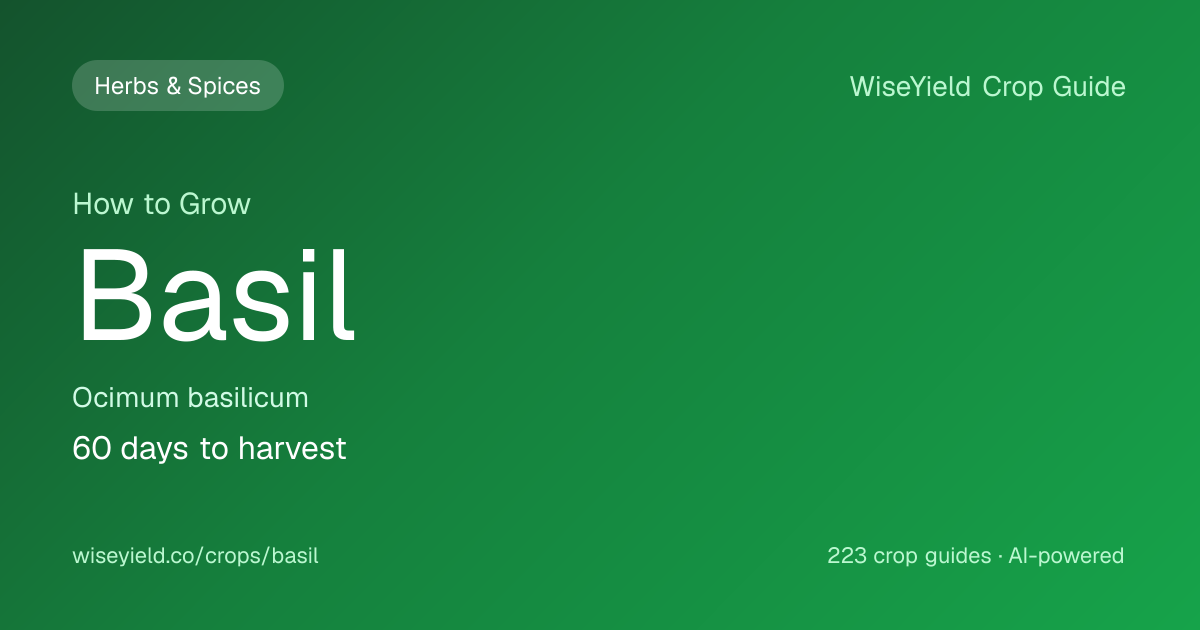 How to Grow Basil: Yield 8,000 kg/ha Guide | WiseYield