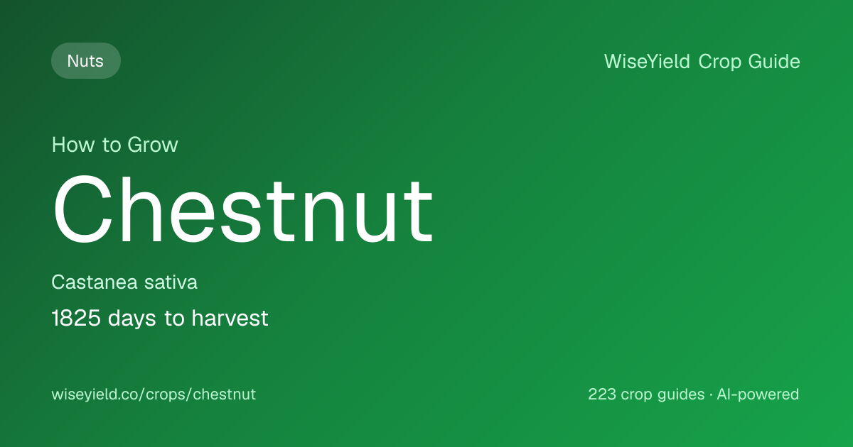 How to Grow Chestnut: Yield 3,000 kg in-shell/ha Guide | WiseYield