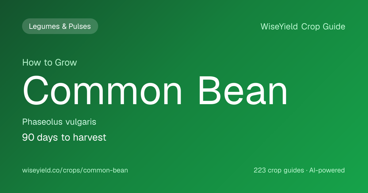 How to Grow Common Bean: Yield 2,000 kg/ha Guide | WiseYield