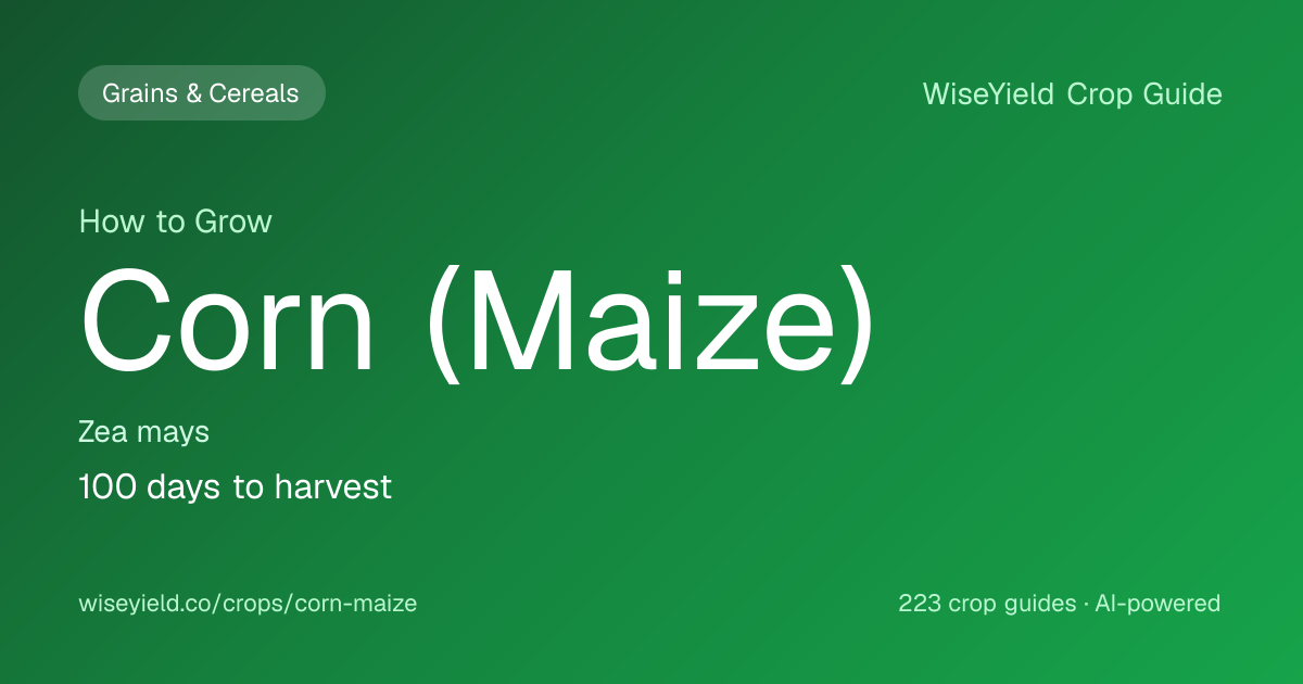 How to Grow Corn (Maize): Yield 7,400 kg/ha Guide | WiseYield