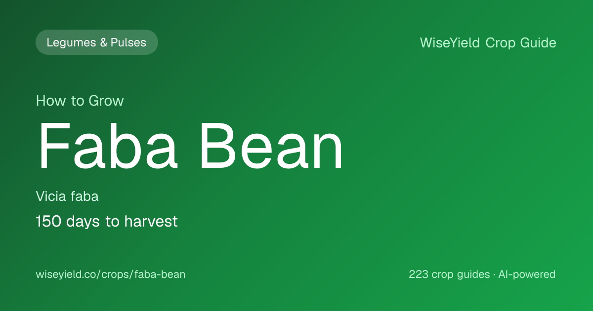 How to Grow Faba Bean: Yield 2,040 kg/ha Guide | WiseYield