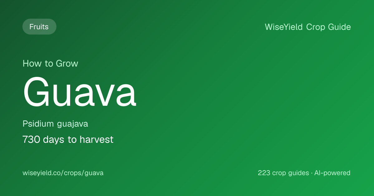 How to Grow Guava: Yield 20,000 kg/ha Guide | WiseYield