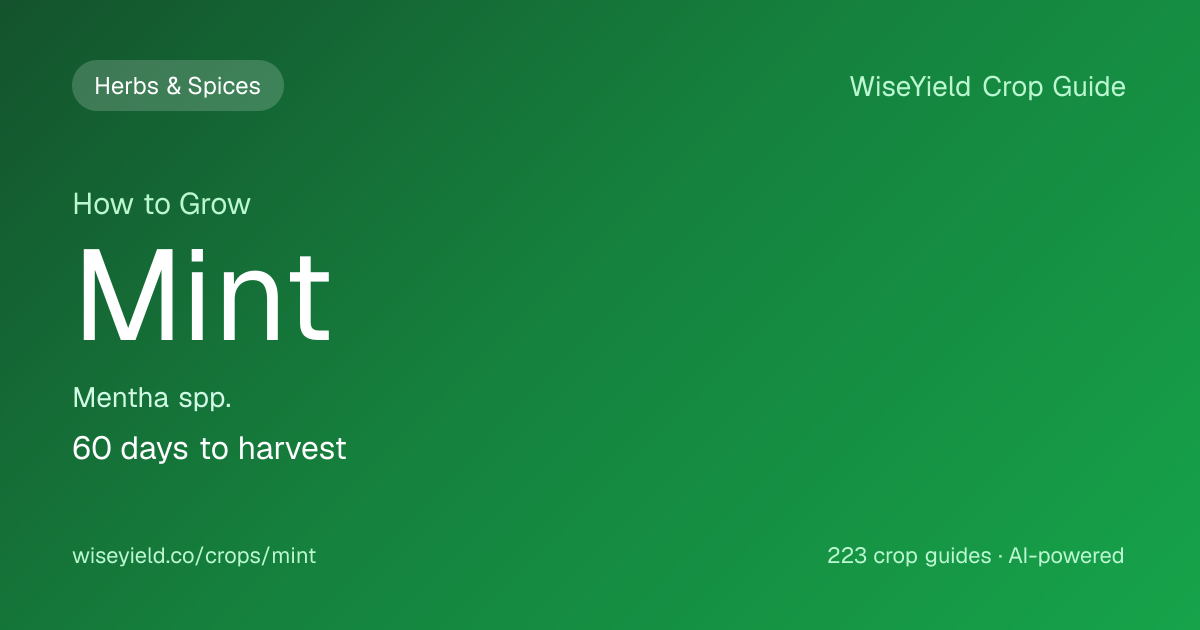How to Grow Mint: Yield 8,000 kg/ha Guide | WiseYield