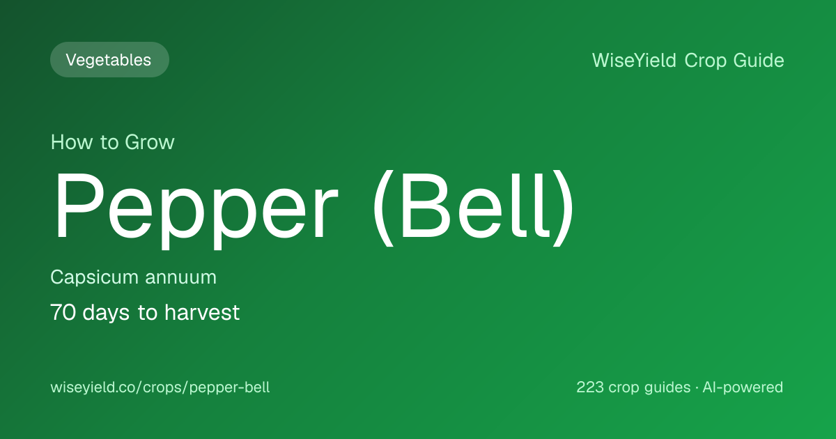 How to Grow Pepper (Bell): Yield 24,610 kg/ha Guide | WiseYield