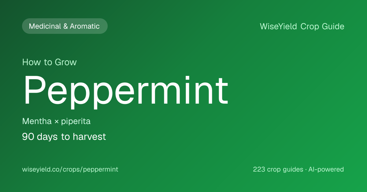 How to Grow Peppermint: Yield 100 kg essential oil/ha Guide | WiseYield