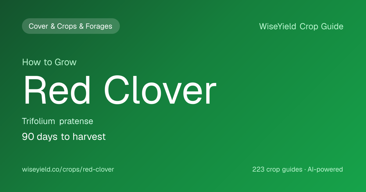 How to Grow Red Clover: Yield 8,000 kg dry matter/ha Guide | WiseYield