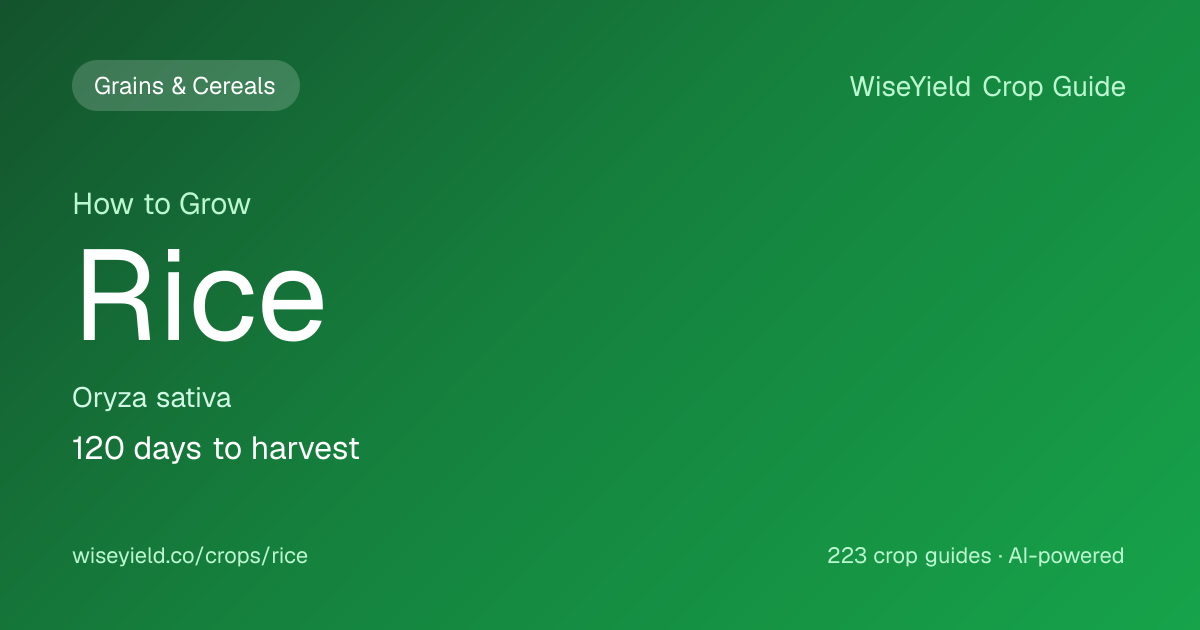 How to Grow Rice: Yield 4,500 kg/ha Guide | WiseYield